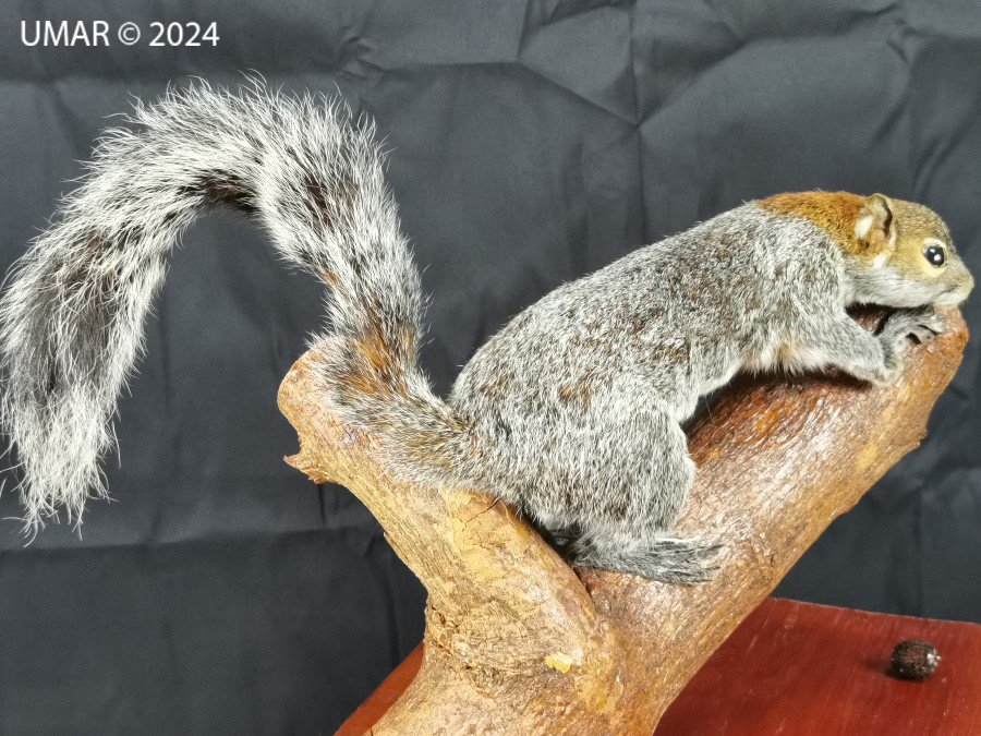 Especie en colección