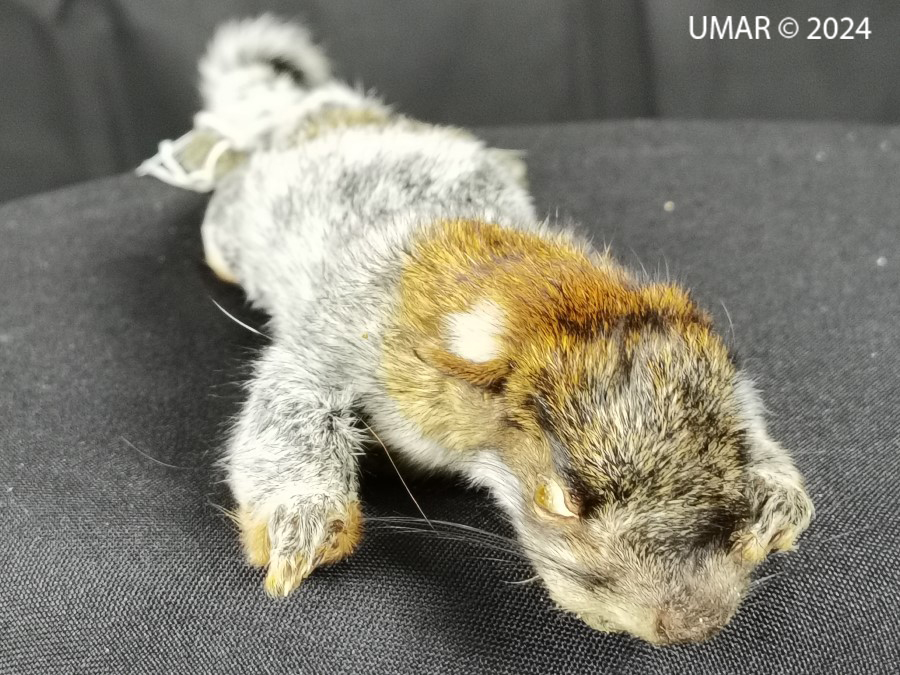 Especie en colección