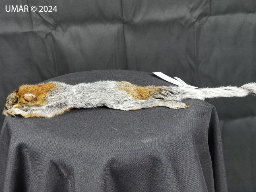 Especie en colección