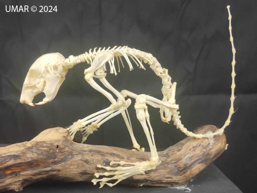 Especie en colección