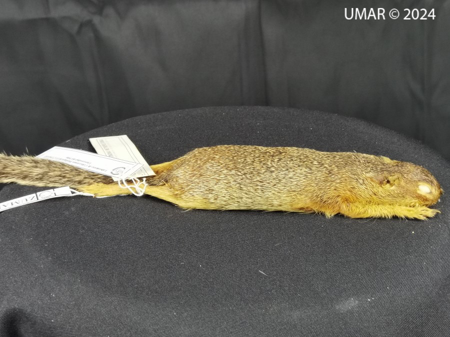 Especie en colección