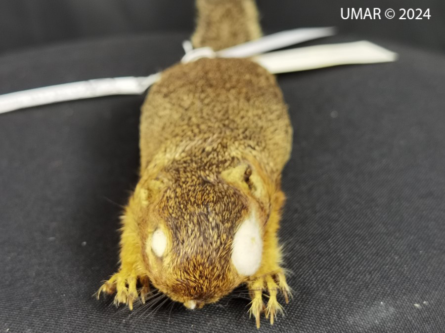 Especie en colección