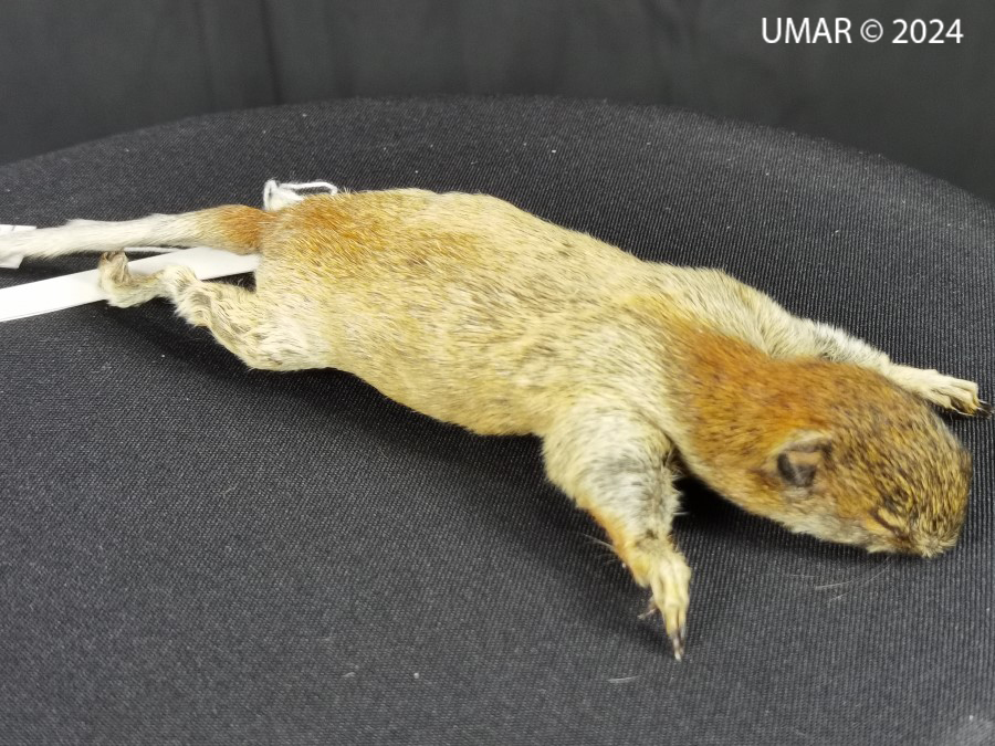 Especie en colección