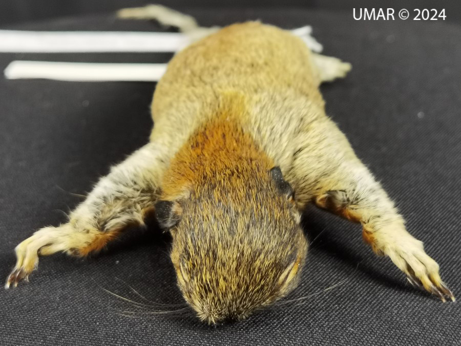 Especie en colección