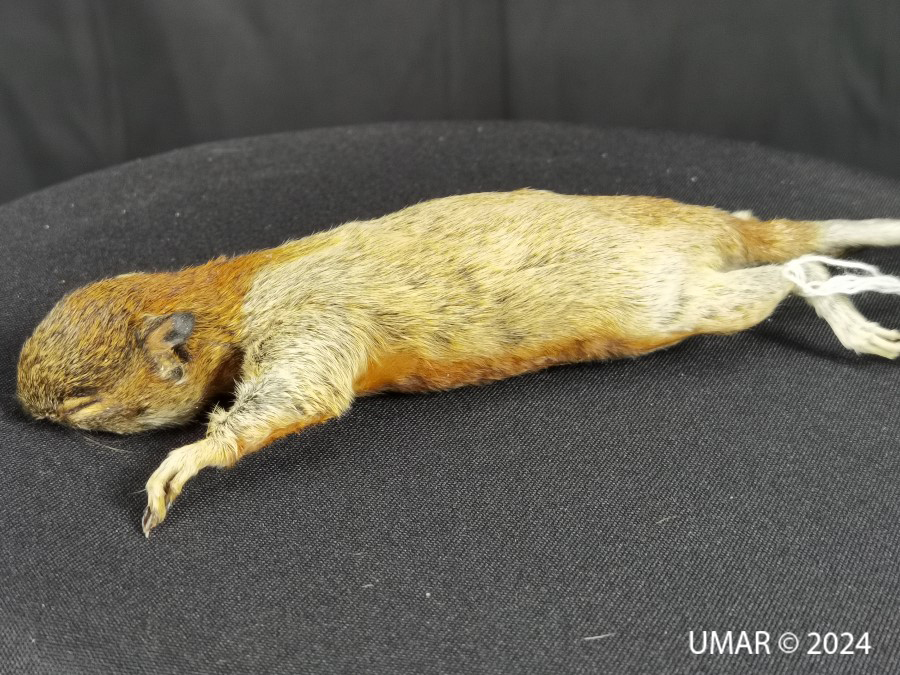 Especie en colección