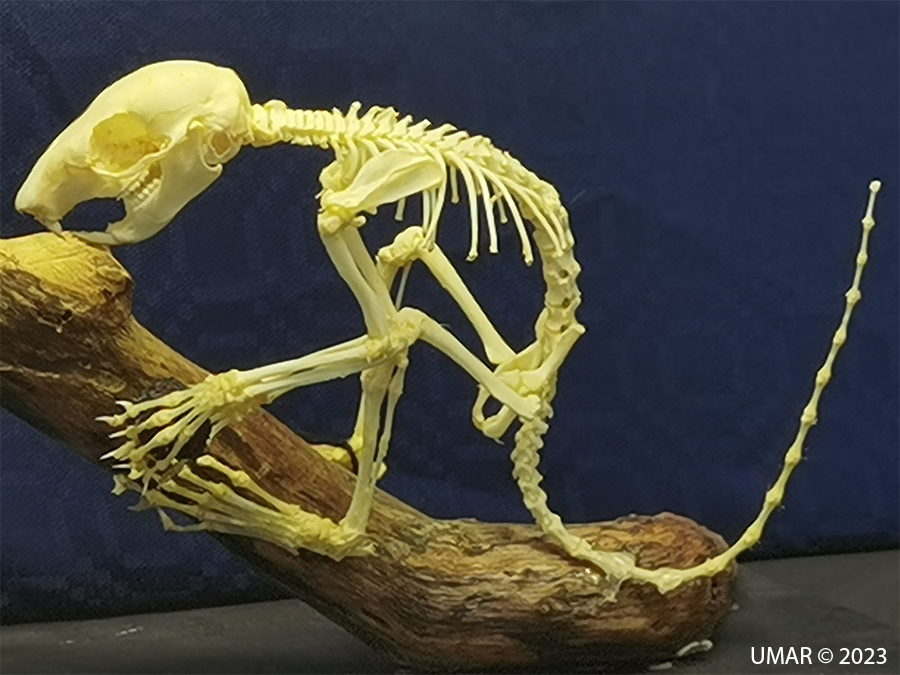 Especie en colección