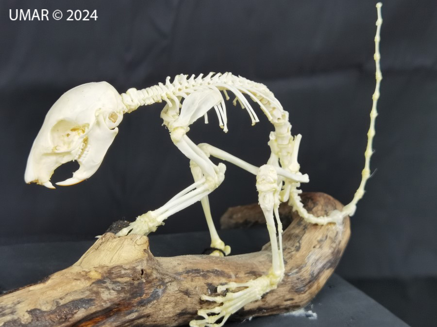 Especie en colección