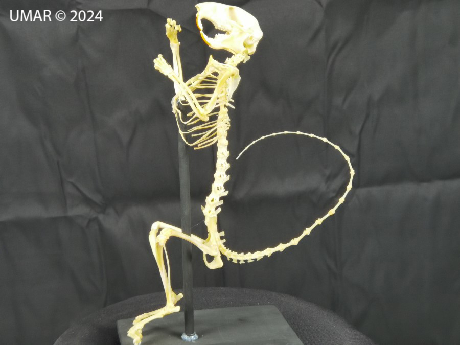 Especie en colección