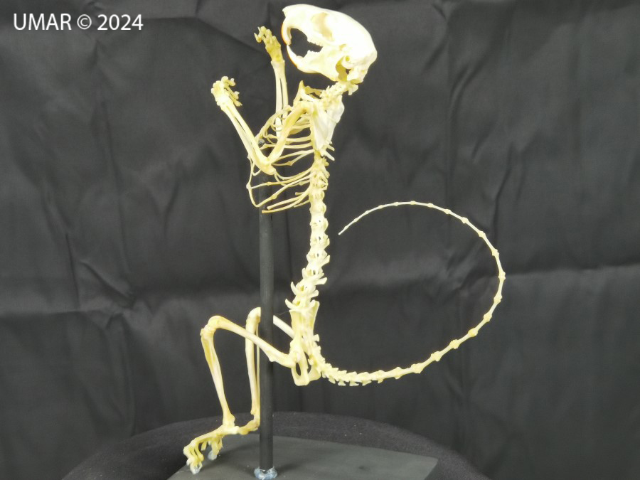 Especie en colección