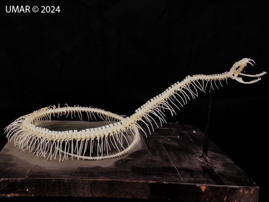 Especie en colección