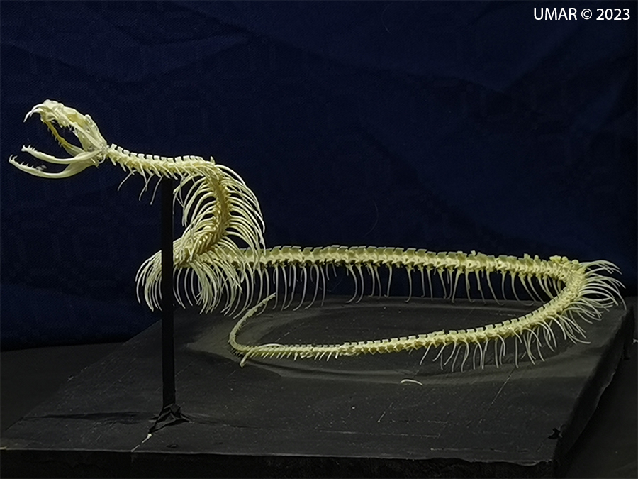 Especie en colección