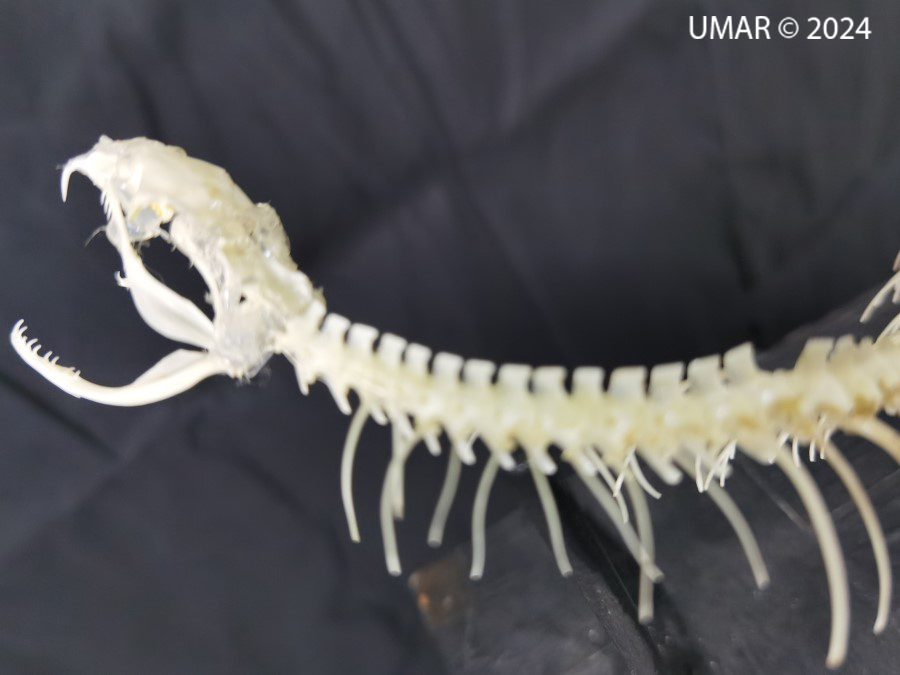 Especie en colección