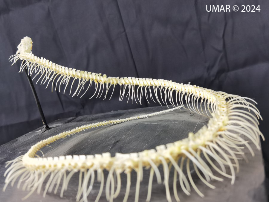 Especie en colección