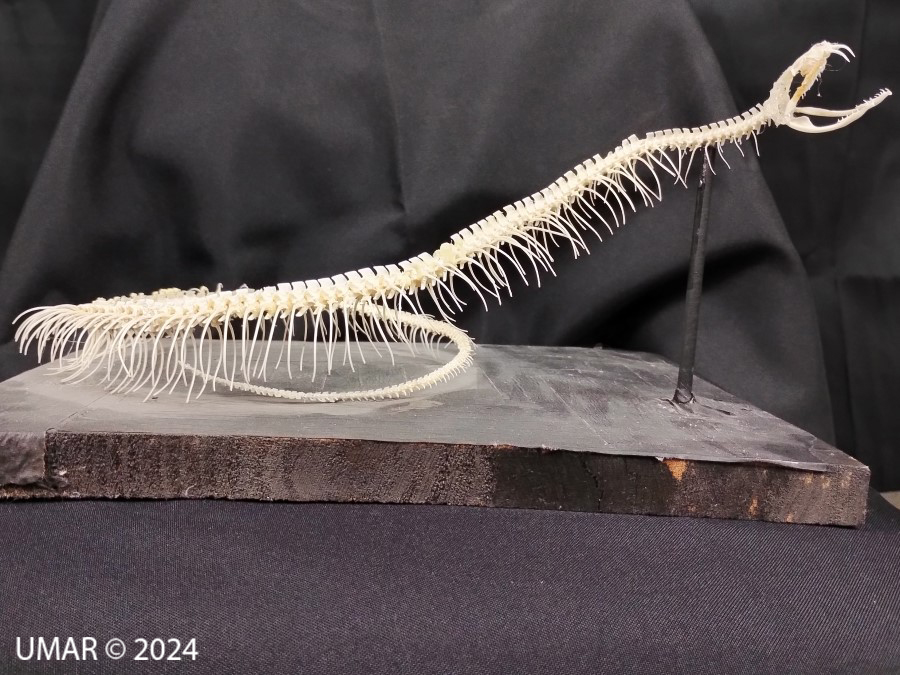 Especie en colección