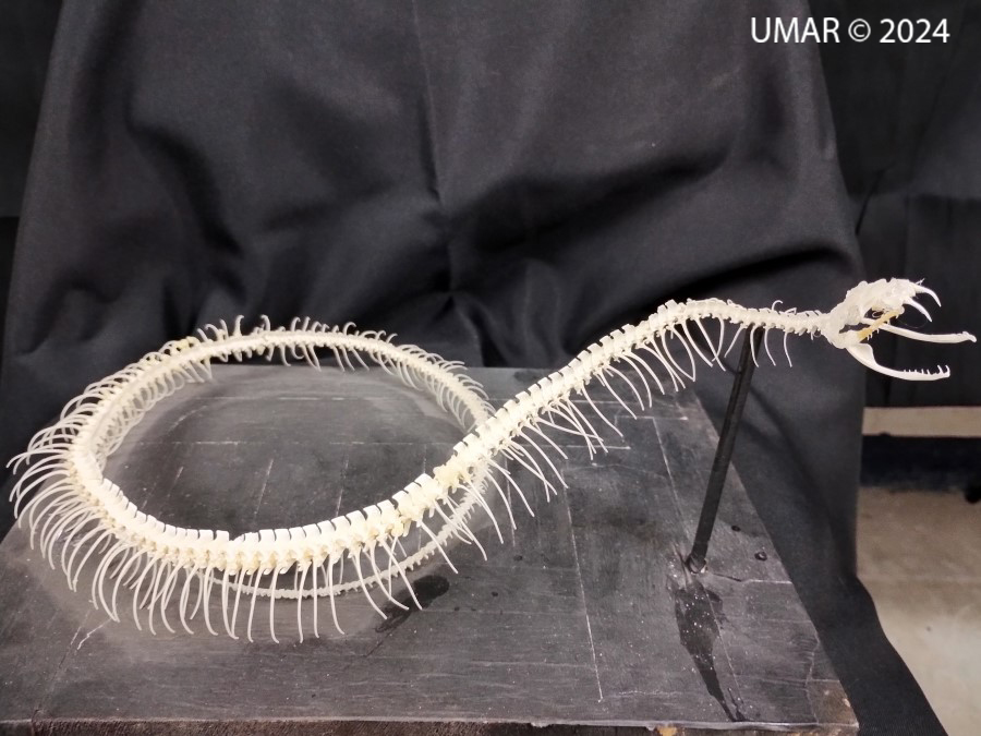 Especie en colección