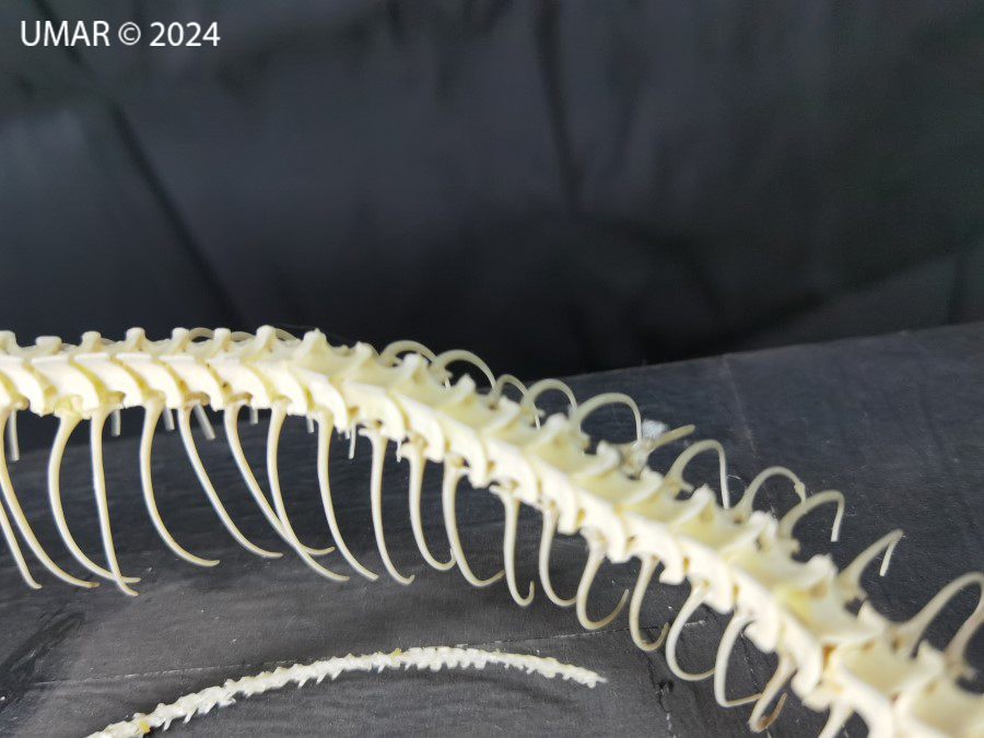 Especie en colección