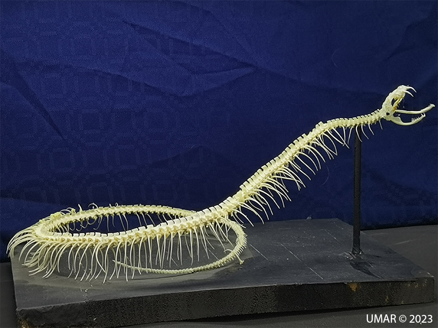 Especie en colección