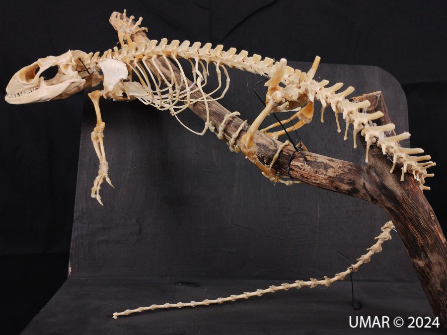 Especie en colección