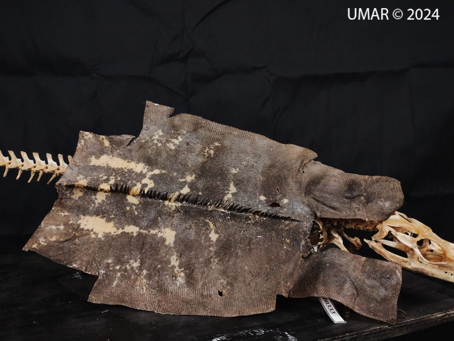 Especie en colección