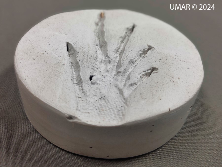 Especie en colección