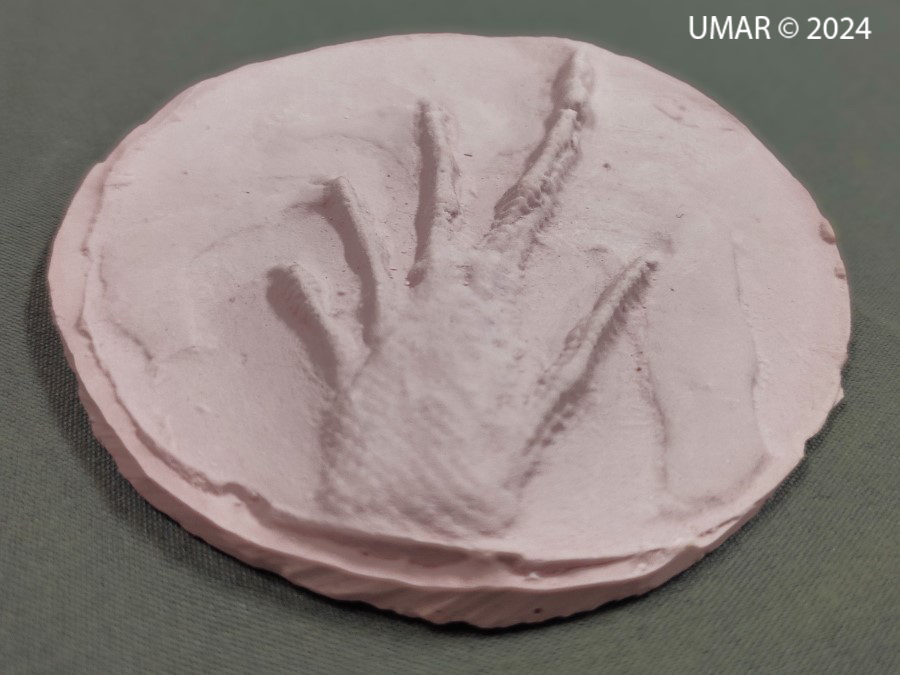 Especie en colección