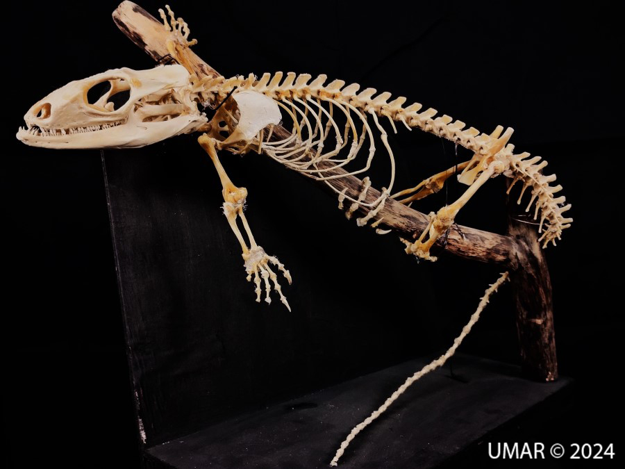 Especie en colección