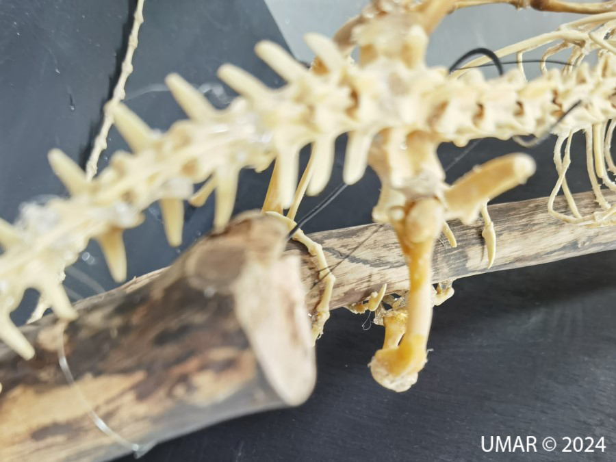 Especie en colección