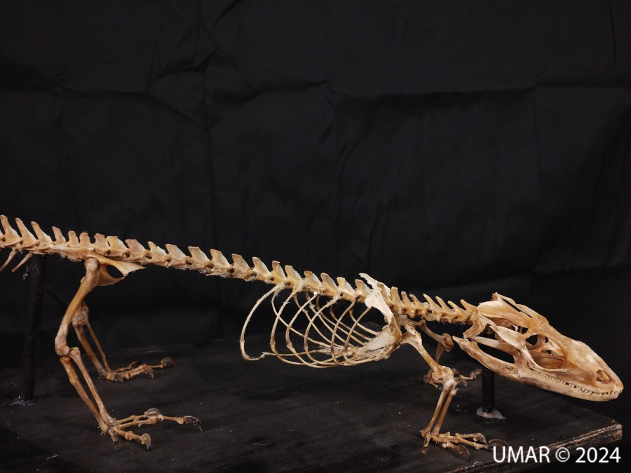 Especie en colección