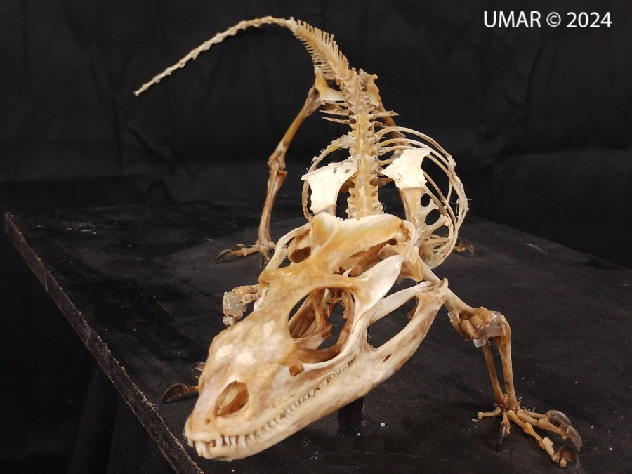 Especie en colección