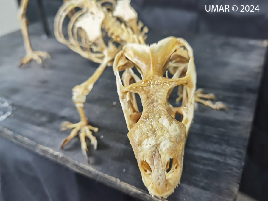 Especie en colección