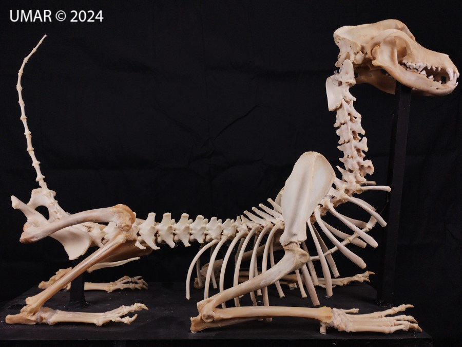 Especie en colección