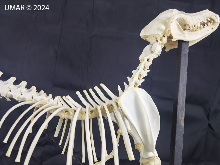 Especie en colección