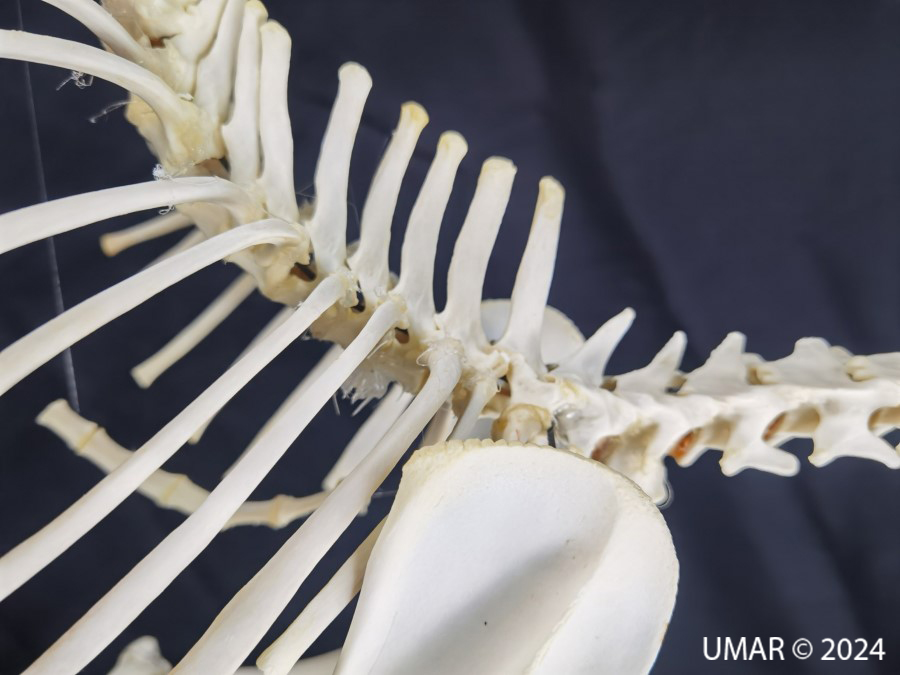 Especie en colección