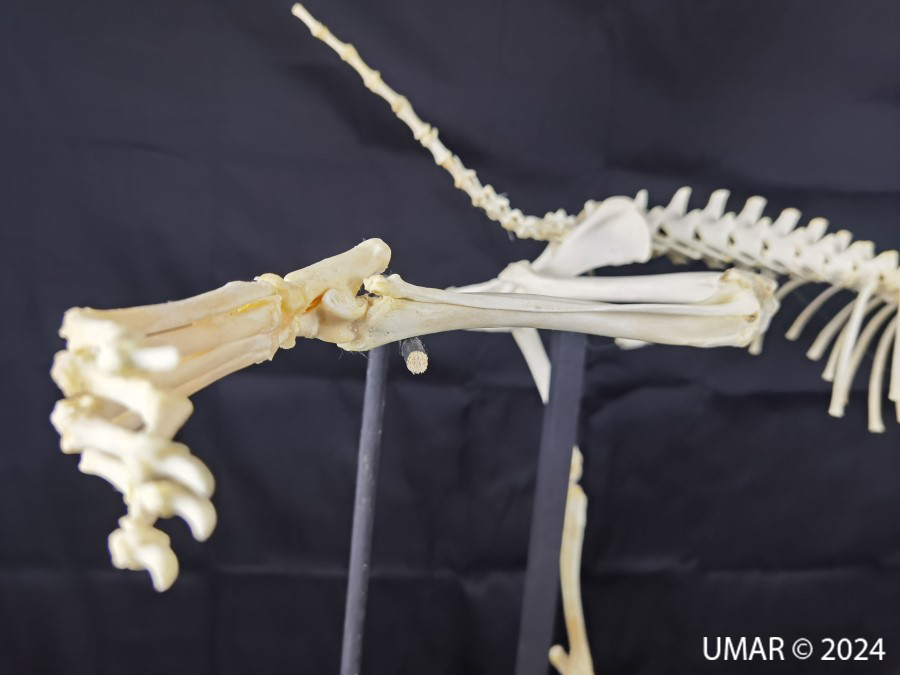 Especie en colección