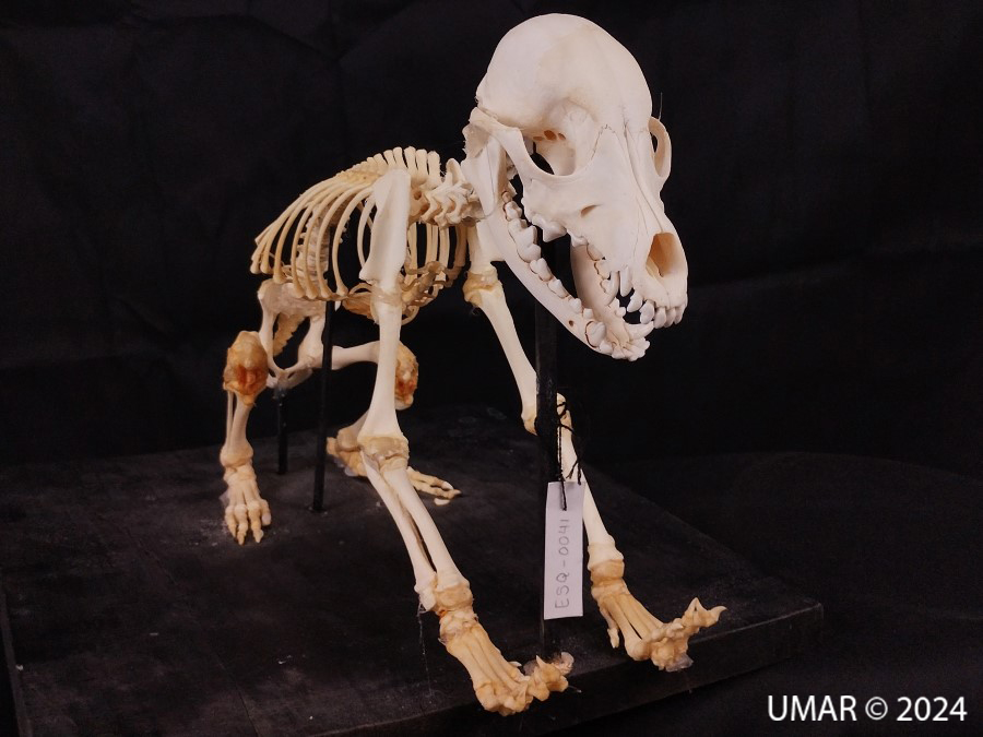 Especie en colección