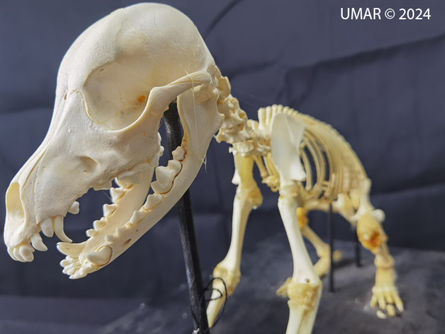 Especie en colección