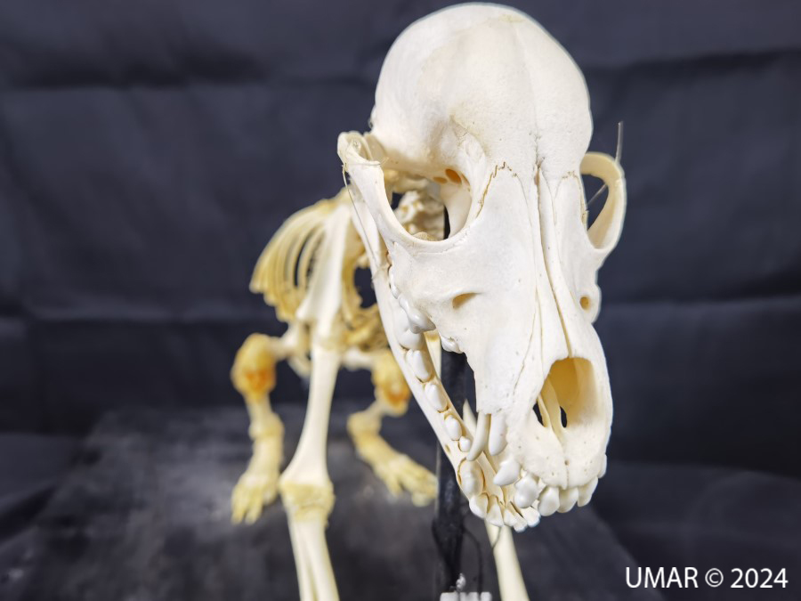 Especie en colección