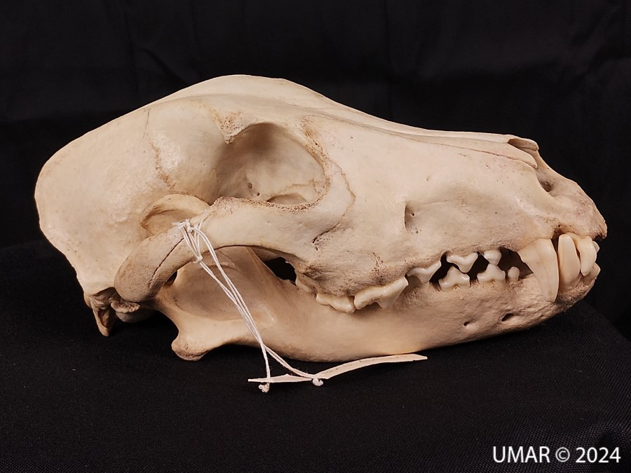 Especie en colección