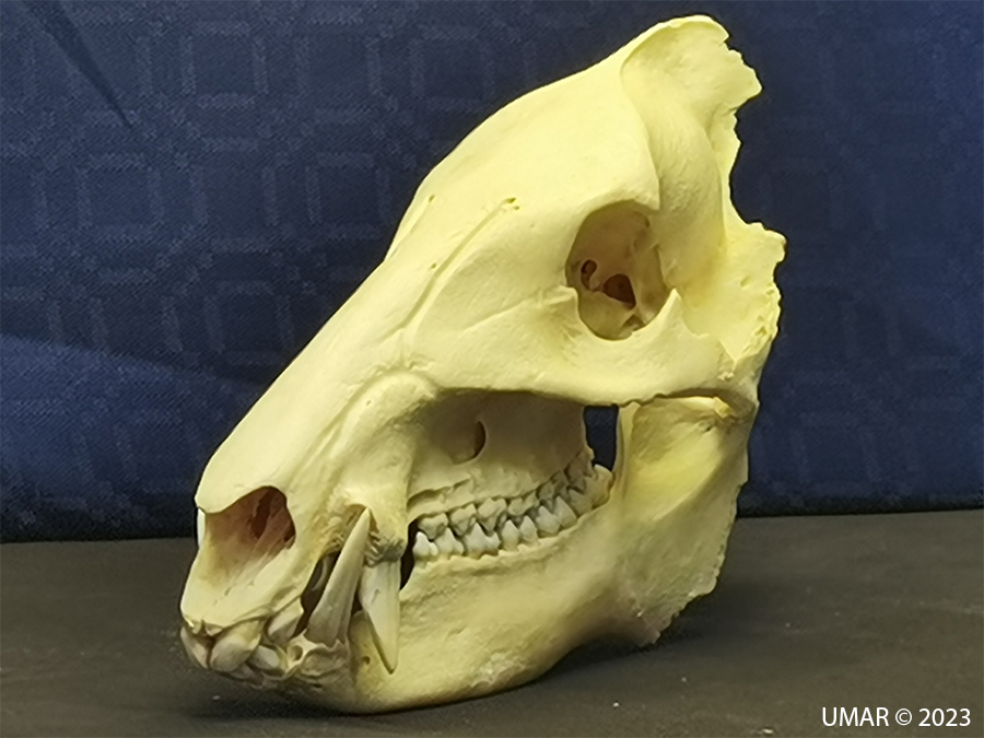 Especie en colección