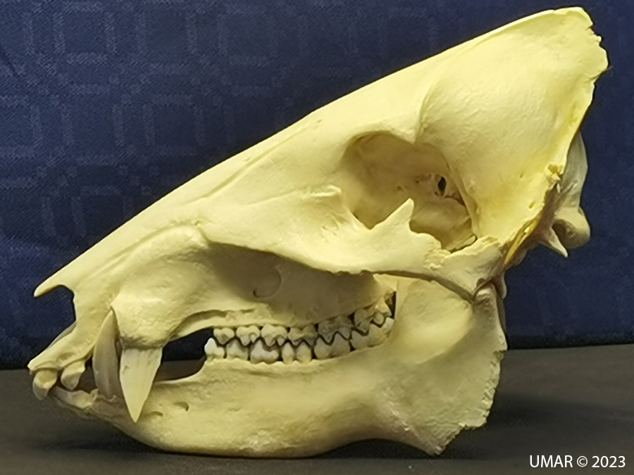 Especie en colección