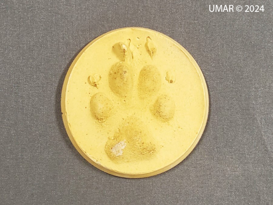 Especie en colección