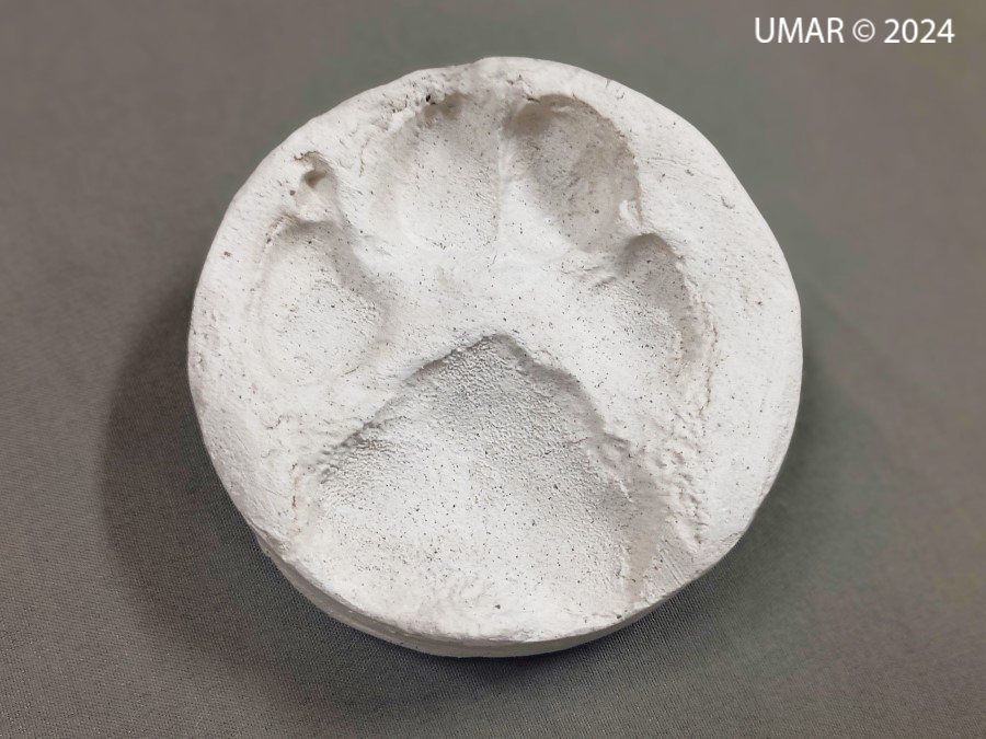 Especie en colección