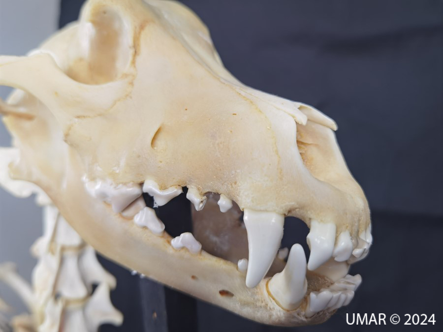 Especie en colección