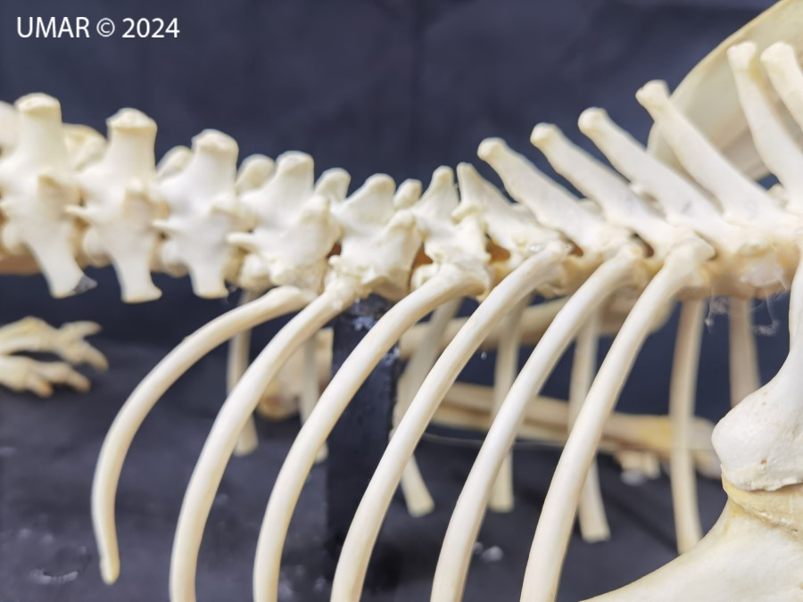 Especie en colección