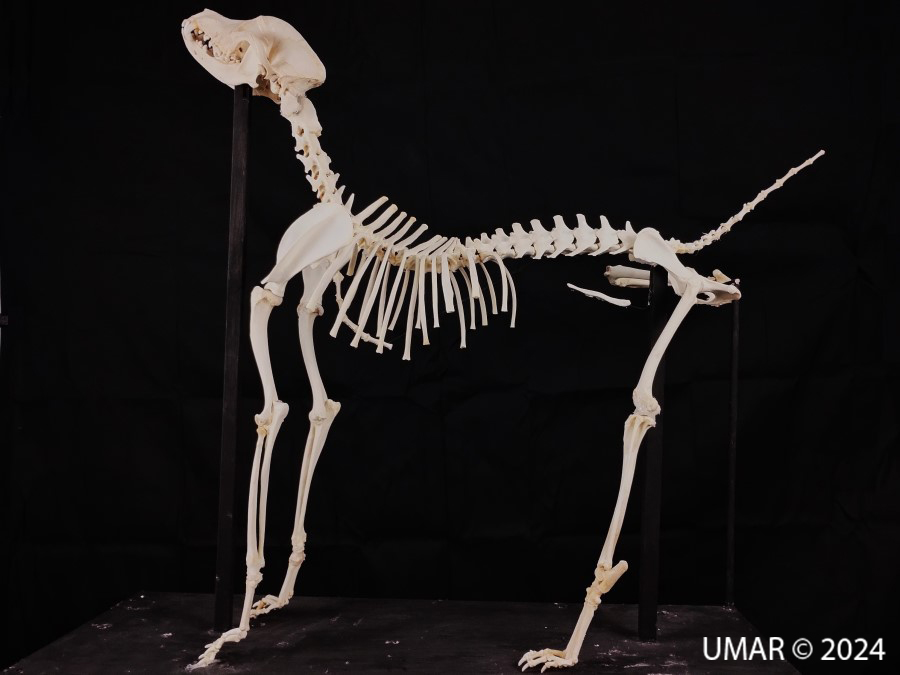 Especie en colección