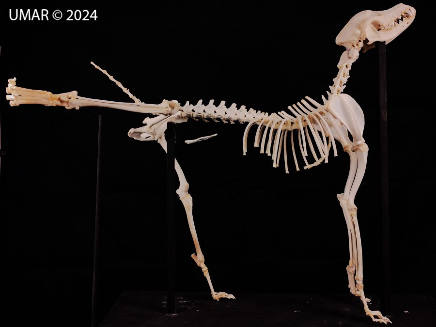 Especie en colección