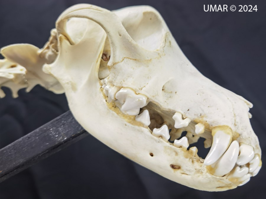 Especie en colección