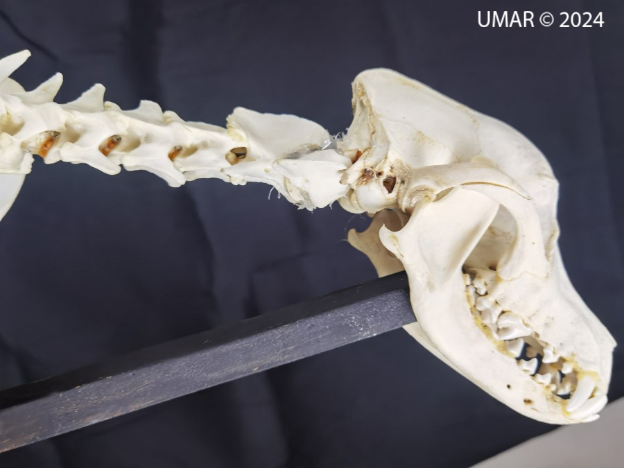 Especie en colección