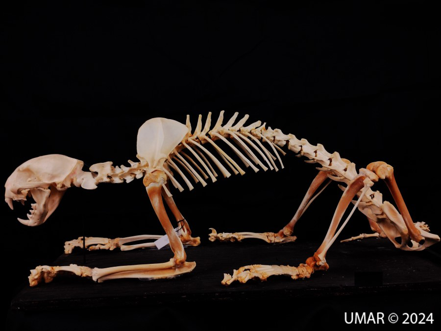 Especie en colección