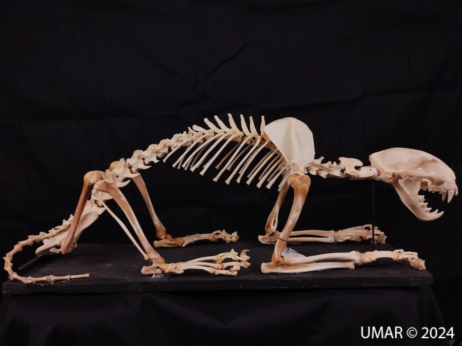 Especie en colección